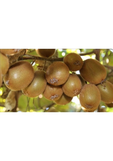 Kivi Tohumu Tropikal Meyve Tohumları 10 Adet Tohum