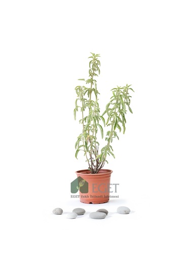 Anadolu Ada Çayı (Salvia fruticosa)- 1 lt Saksıda