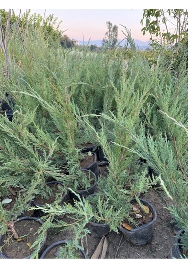 5 Adet Saksıda Yayılıcı Ardıç Fidanı Boy 40-50 Cm