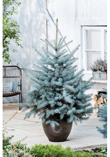 Mavi Ladin Picea Pungens Glauca 40 -60 Cm