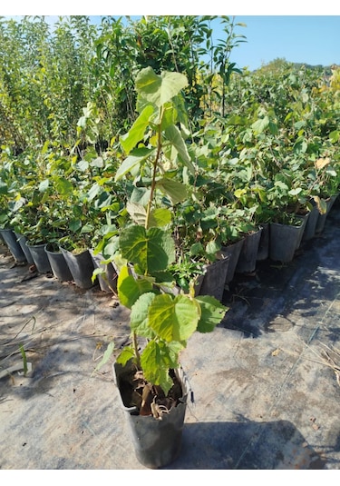 Ihlamur Ağacı Fidanı 50-100 Cm Tilia Tomentosa 2-3 Yaş