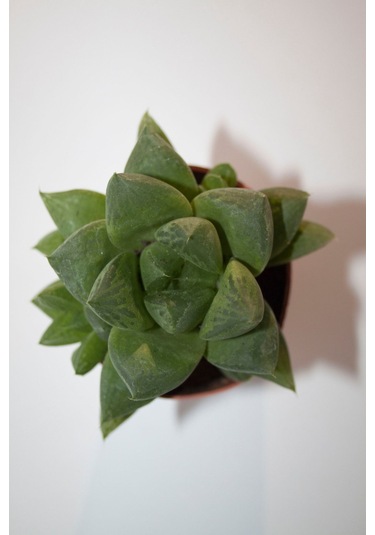 Haworthia Cymbiformis Optusa Sukulent Tekli 5,5 Cm Saksıda