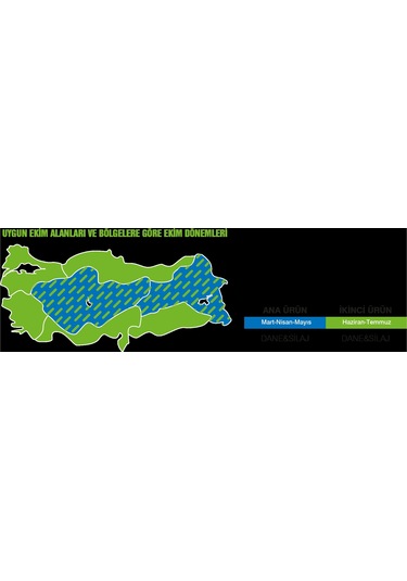 May Bodega Hibrit Sılajlık Mısır Tohumu