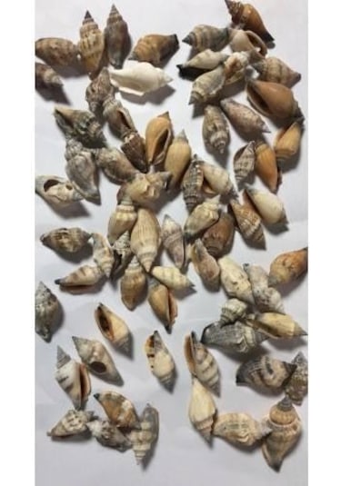 %100 NATUREL DOĞAL GERÇEK DENİZ KABUĞU 500 Gram -MMM4761