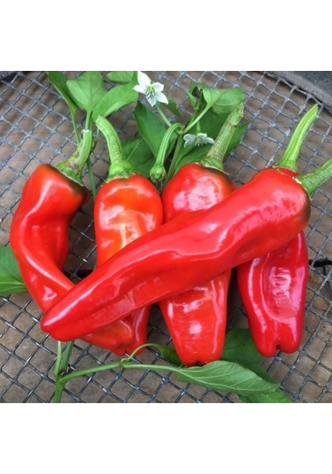 Urfa Acı İsot Biber Tohumu 10 Gr Paket 1 Paket