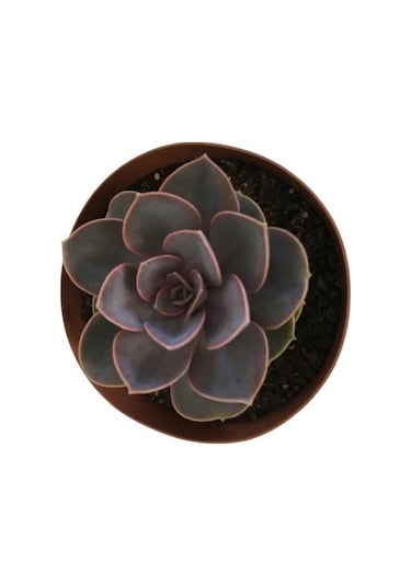 Özel Cins İthal Anaç Sukulent