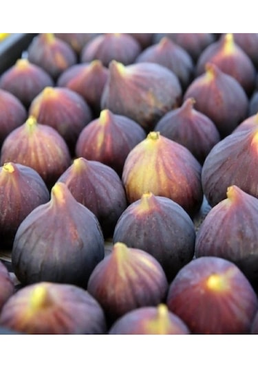 Dürdane Bursa Siyah İncir Fidanı