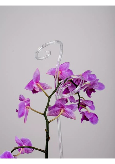 Live İn Green Orkide Ve Bitkiler İçin Destekler, 60 Cm, 3 Adet Şeffaf 177023384