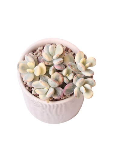 Echeveria Orbiculata Vary - Sukulent Haangarden