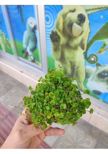 Dichondra Repens "Kayaya Tutturulmuş"