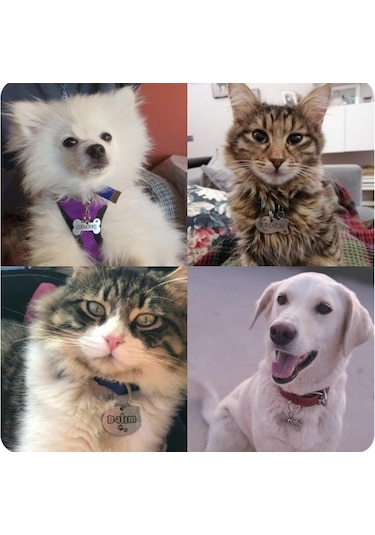 Hifa Diamond Köpek Künye Tasma Paslanmaz Çelik Çok Renkli