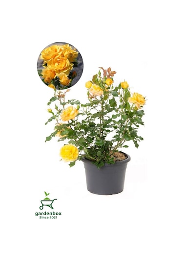 Canlı Saksıda Yediveren Sarı Renk Gül Fidanı 1 Adet 30-50cm