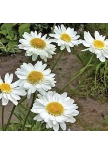 100 Adet Tohum Yayılıcı Kır Beyaz Papatya Tohumu Mezar Kabir Çiçe