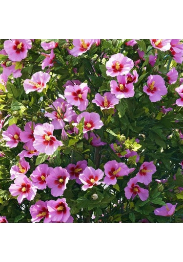 Ağaç Hatmi Fidanı 60-80 Cm Boyunda, Renkli Çiçekli Bahçe Bitkisi