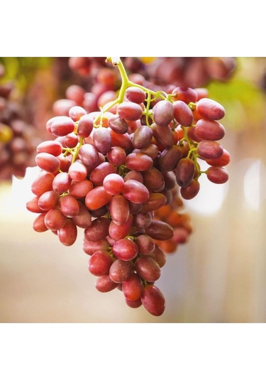 Kırmızı Beyazla Aynı Çekirdeksiz Üzüm 500gr