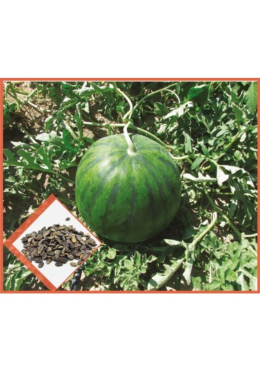 Arzuman Meyve Siyah Karpuz Tohum10GR