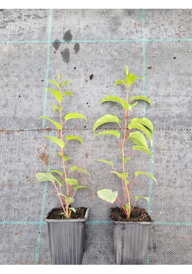 Mini Kivi 2 Adet Kırmızı+yeşil