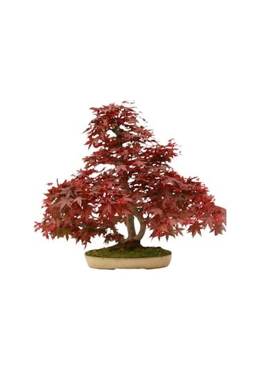 Ithal Flamingo Bonzai Ağacı Tohumu Ekim Seti 5 Tohum +Saksı+Topra