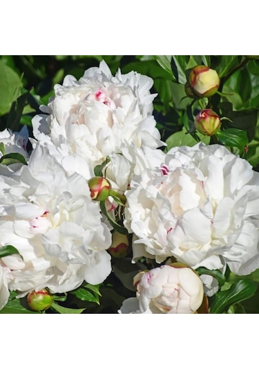 Peonies Festiva Maxima White Şakayık Çiçeği Yumrusu 1 Adet N11.352