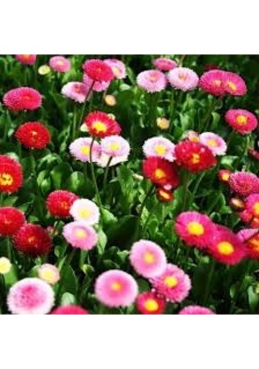 20 Adet Tophum Karışık Saksılık Şeker Tabağı Çiçeği Saksı Toprakl