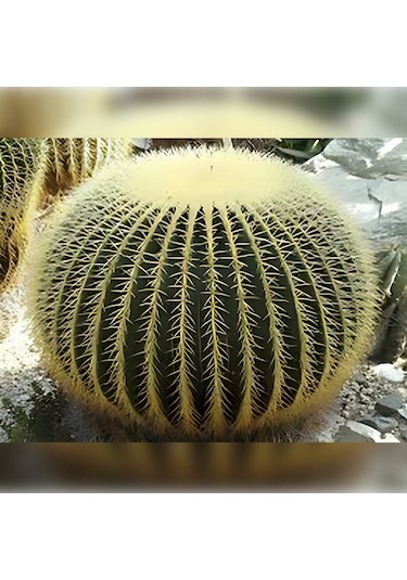 Kaktüs Altın Fıçı Kaktüsü Echinocactus Grusonii