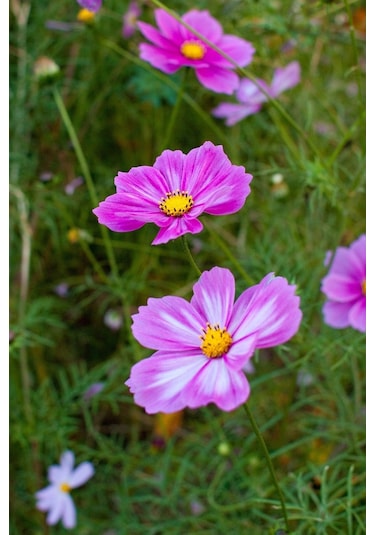 Picotee Cosmos Çiçeği Tohumu Kozmos Çiçeği