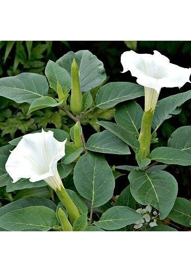 Gece Güzeli Datura Stramonium Beyaz Renk Çiçek Tohumu 1 Paket 15