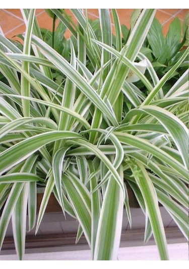 Kurdele Çiçeği Chlorophytum
