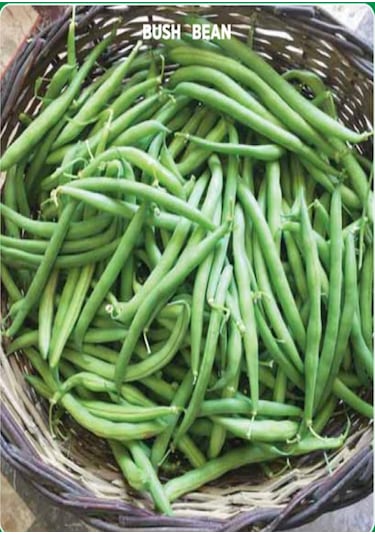 Yerli Eymen Oturak Fasulye Tohumu 100 GR