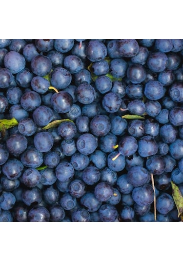 2 Adet Tüplü Yaban Mersini Vaccinium Corymbosum Fidanı - 2 Yaşı