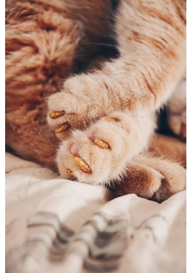 E.lekar' Kedi Tırmık Kesici Tırnak Koruyucuları, Tırnak Koruyucuları 40 Adet S 164364918