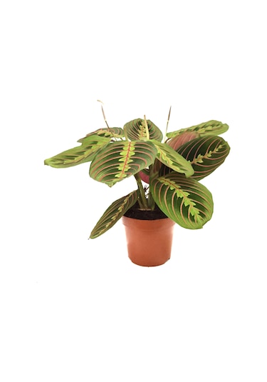 Maranta Leuconeura (Dua Çiçeği) Ø12 CM Y25-30 CM
