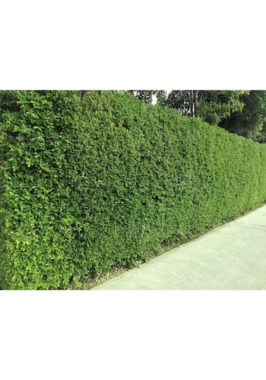 Fidan & Peyzaj - 10 Adet Ligustrum / Kurtbağrı /çit Bitkisi 1yaş