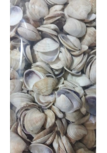 Emilysamy Deniz Kabuğu 500 G