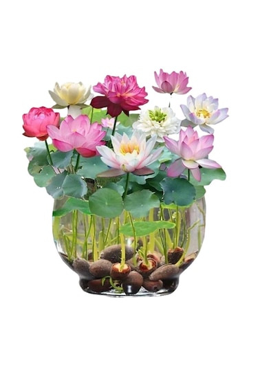 15 Adet Tohum Nadir Bulunan Karışık Kase Lotus Çiçeği Tohumu Nilü
