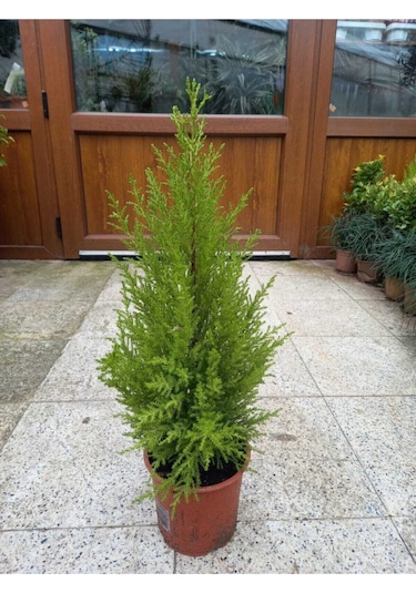 Ithal Limoni Selvi Limon 30 50 Cm 1 Adet Tüplü Dış Mekan Bitkisi Cupressus Macrocarpa
