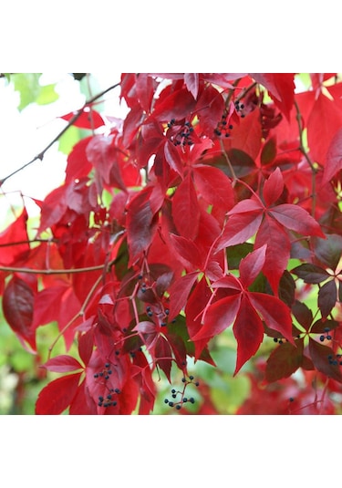 Tüplü Amerikan Sarmaşığı Fidanı 15 Adet