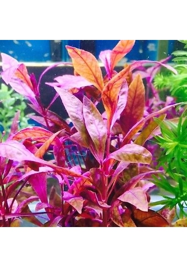 Alternanthera Sessilis Akvaryum Bitkisi Canlı Bitki 5 Dal