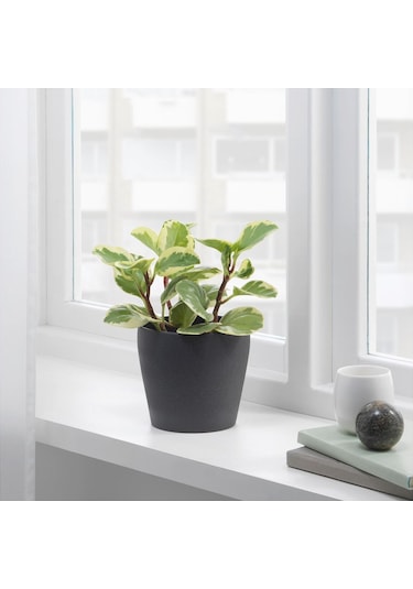 Toprak Saksı, Koyu Gri, 12 Cm 3 Adet