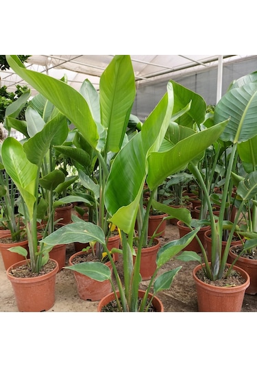 Starliçe Cennet Kuşu Çiçeği Strelitzia Nicolai - 60 Cm 2 Adet