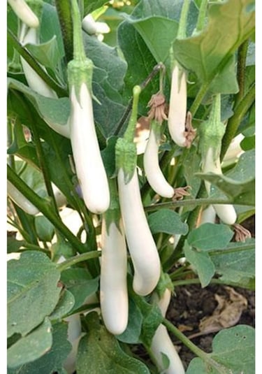 Eko Paket Beyaz Kemer Patlıcan Tohumu Kemer Patlıcan Tohumu 30 Adet Tohum