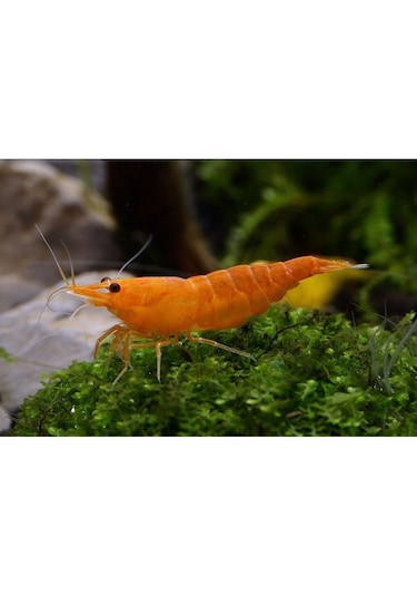 Turuncu Sakura Karides 5 Adet 1-2 Cm