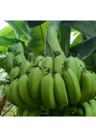 Dalından Yeşil Doğal Anamur Muzu 10 Kg
