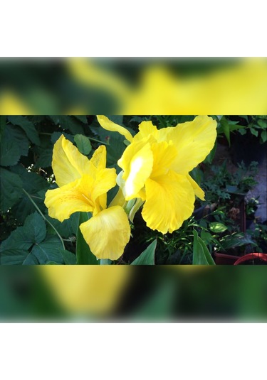 Kana Tesbih Çiçeği Sarı 50 Cm