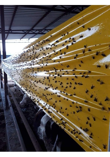Karasinek Tuzagı Sinbant.Yapışkanlı Sarı Bant.30Cmx100 Metre