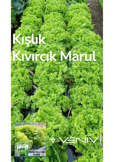 4000 Adet Kışlık Kıvırcık Marul Tohumu- 2 Paket