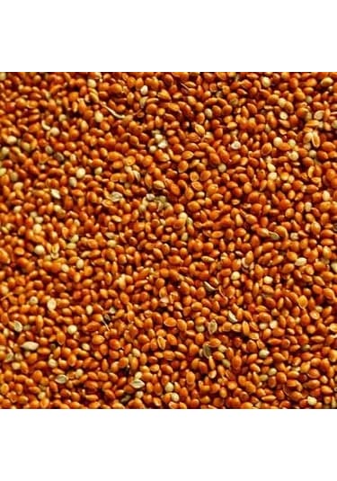 Kızıl Darı Kırmızı Darı Kuş Yemi Dökme 500 Gr