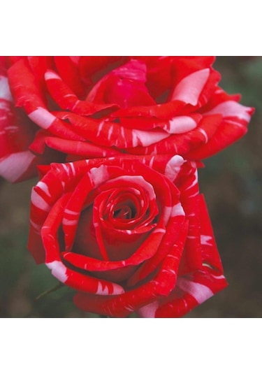 Tüplü Yediveren Kırmızı-beyaz Sultana Nostalji Gül Fidanı