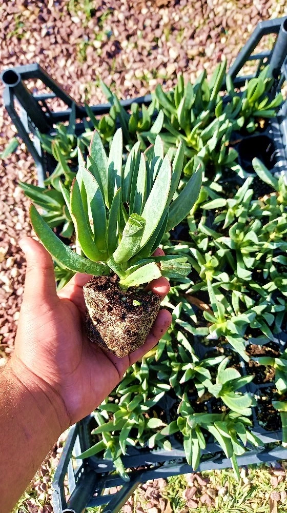 Mezar - Kabir Çiçekli Bitki Seti - 45 Adet Kaz Ayağı - Kalıcı Yer