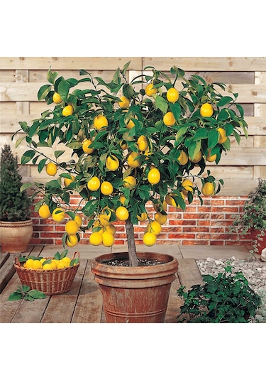 Bodur Bonsai Limon Ağacı Tohumu 5 Tohum +Saksı+Toprak+ Tohu